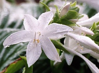 Hostas 1